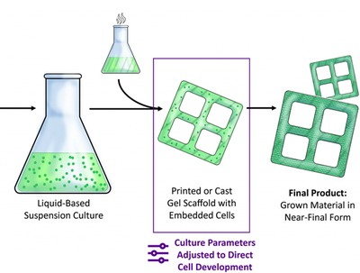 科學家開發(fā)出未來可生產生態(tài)友好型家具的新型3D雙色木材材料