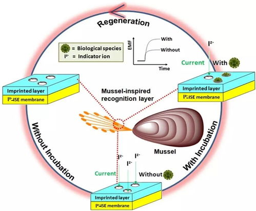 海洋貽貝粘蛋白基仿生傳感技術研究獲進展